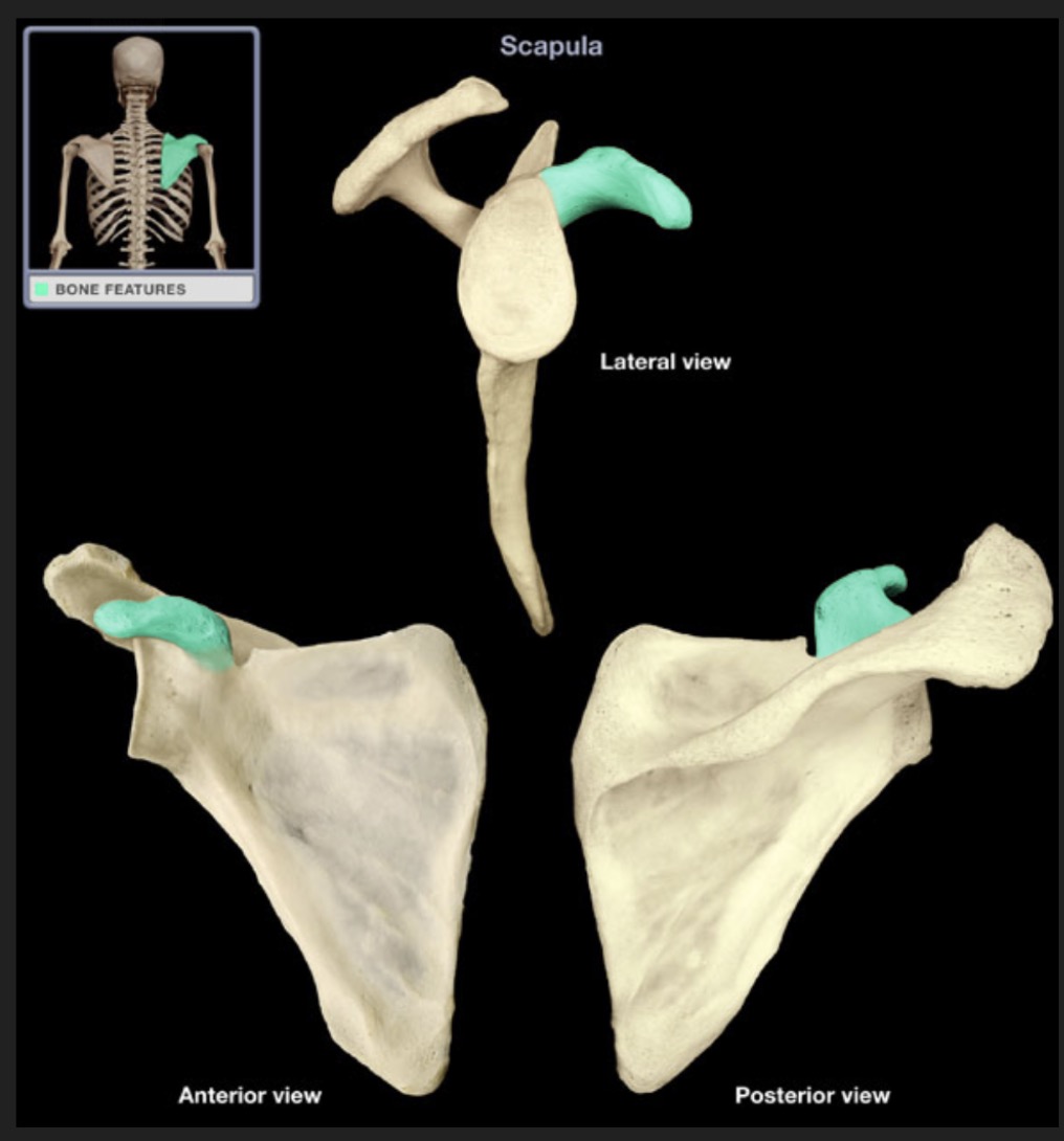 <p><span style="font-family: Arial, sans-serif; color: rgb(45, 59, 69)">process on the anterior, superior side of scapula near the glenoid cavity extending laterally</span></p>