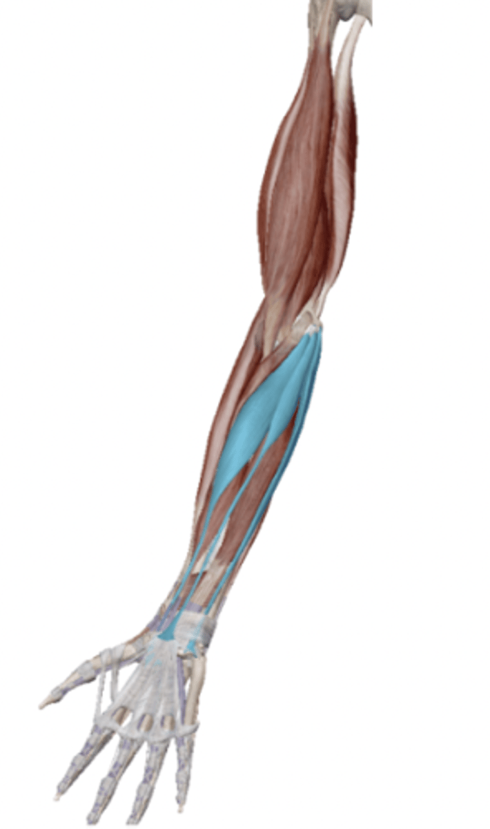 <p>What is the OIAN of the Flexors of the Wrist and Digits ( Anterior side of the Forearm)</p>