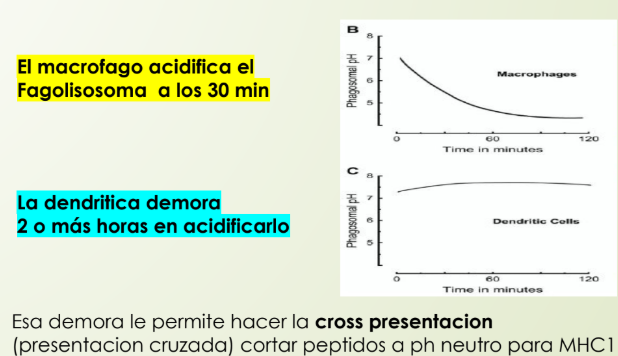 <p>En la primera 1⁄2 hora de la entrada del Antígeno (AG), al fagosoma del macrófago ya es ACIDO</p><p></p><p>La DENDRITICA logra tener el fagosoma con pH NEUTRO 2HS (EN SEMINARIO 18 HORAS)</p><ul><li><p>En ese tiempo hace la CROSS PRESENTACION</p></li></ul><p></p>