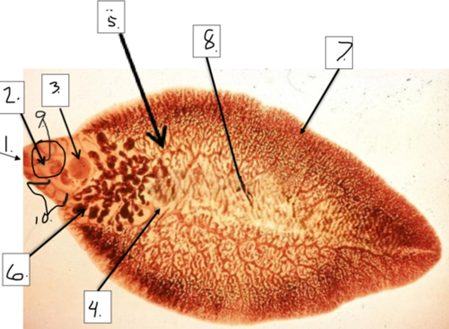 <p>Identify taxonomy and structures</p>