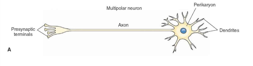 <ul><li><p>Many dendrites</p></li><li><p>One axon</p></li><li><p>Cell body between dendrites and axon</p></li><li><p>Most common neuron in the CNS (e.g. motor neuron)</p></li></ul><p></p>