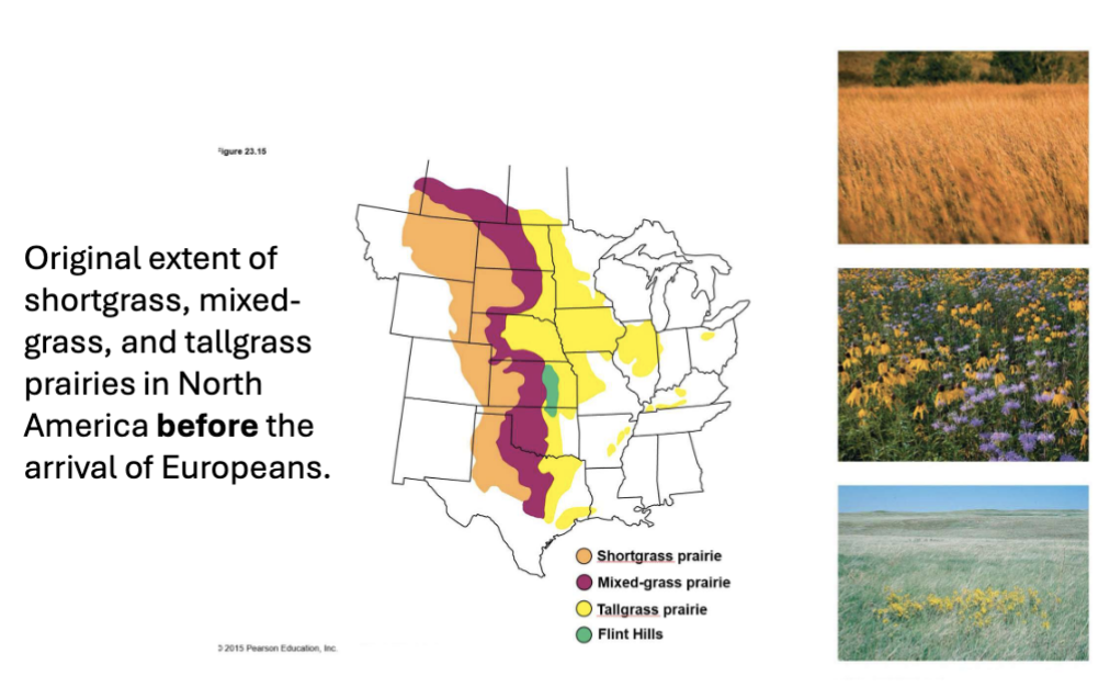 <p>moderate temp, low precipitation; often experience drought as they occur in regions where annual precipitation is reduced as air masses more inland; original extent of shortgrass, mixed-grass, and tallgrass prairies in North America before arrival of Europeans</p>