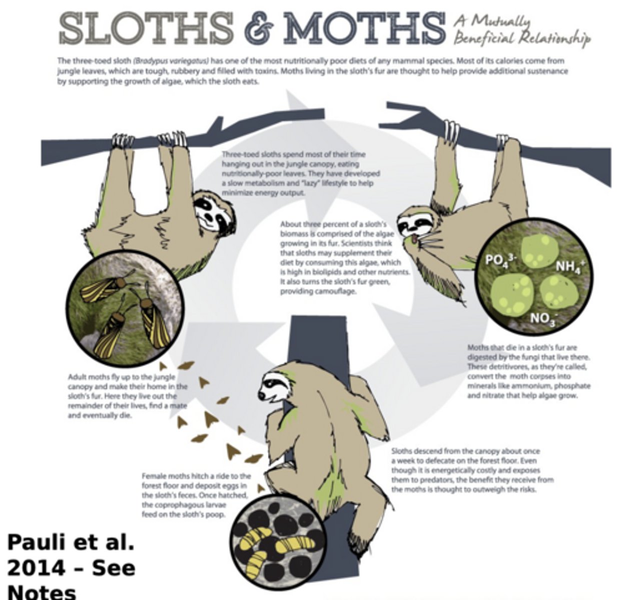 <p>the three-toed sloth has one of the most nutritionally poor diets of any mammal species as most of its calories come from jungle leaves which are tough, rubbery, and filled with toxins. moths living in the sloth's fur are thought to help provide additional sustenance by supporting the growth of algae on the sloth's body which the sloth eats</p>