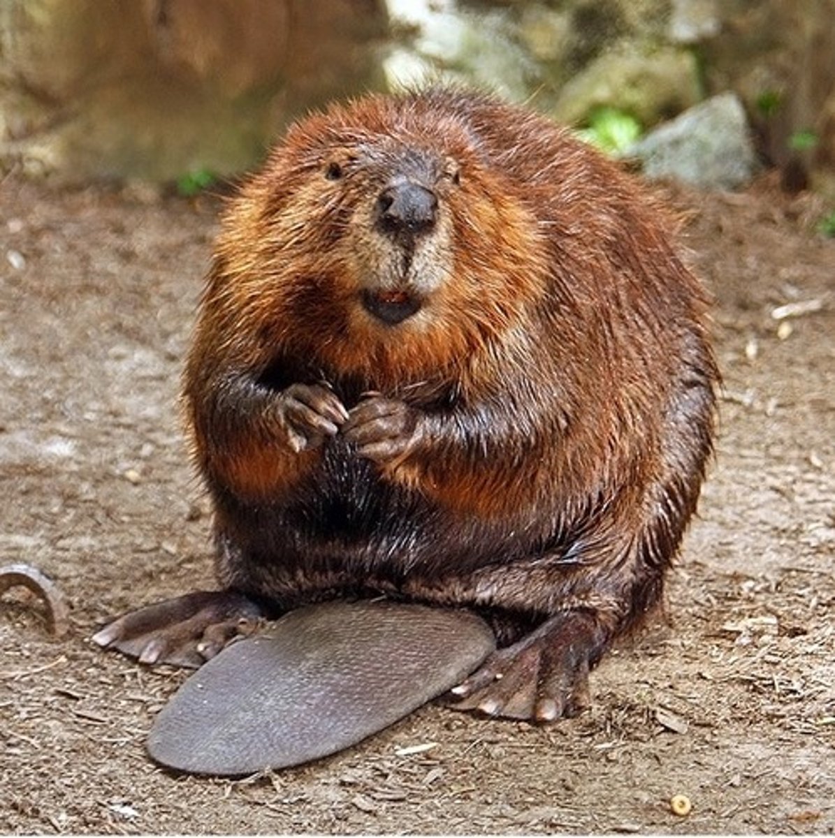 <p>They build dams, creating small lakes which are colonised by many aquatic species.</p>