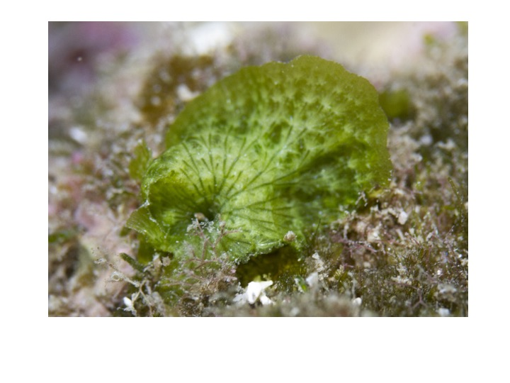 <p>To which Order does this specimen belong?</p><p>Ulotrichales</p><p>Siphonocladales</p><p>Ulvales</p><p>Caulerpales</p>
