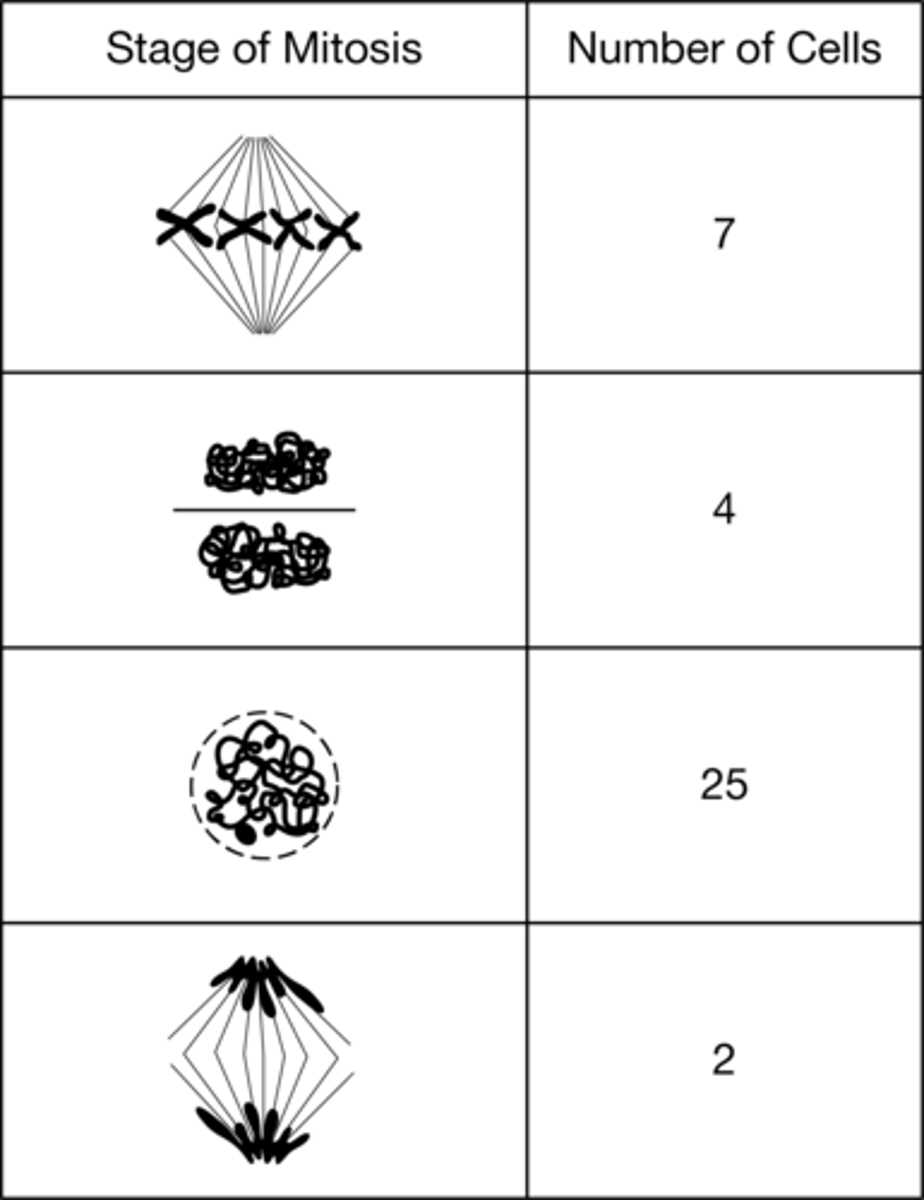 <p><strong>C. </strong>18%</p>