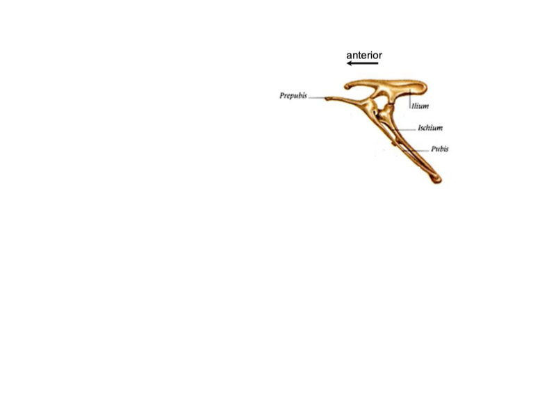 <p>Ornithischian or Saurischian pelvis?</p>