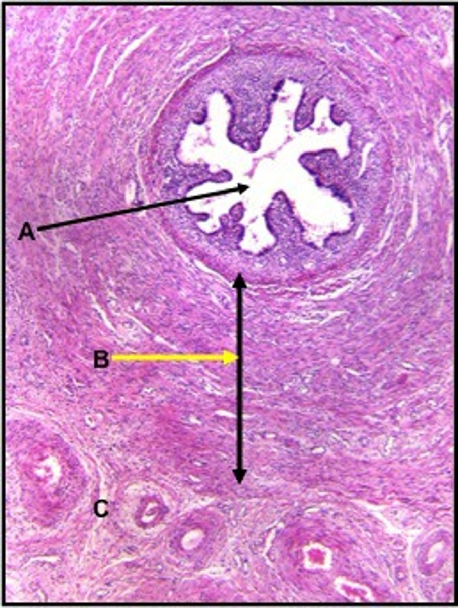 <p>A</p>