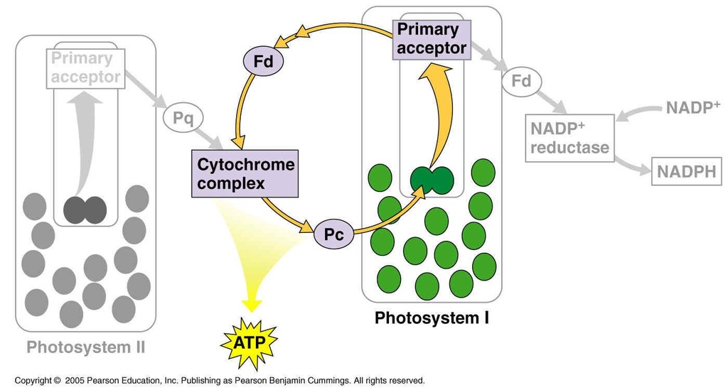 <ul><li><p>Occurs when electrons from ferredoxin are transferred back to cytochrome complex instead of moving on to NADP reductase</p></li><li><p>Results in no NADPH being formed but ATP is still produced</p></li><li><p>Cells undergo cyclic electron flow if there was sufficient NADPH present or if the cells needed more ATP to be produced</p></li><li><p>ATP production occurs through ATP synthase, which is driven by a flow of protons through the thylakoid membrane and into the stroma of the chloroplast. This process is called chemisomosis </p></li></ul><p></p>