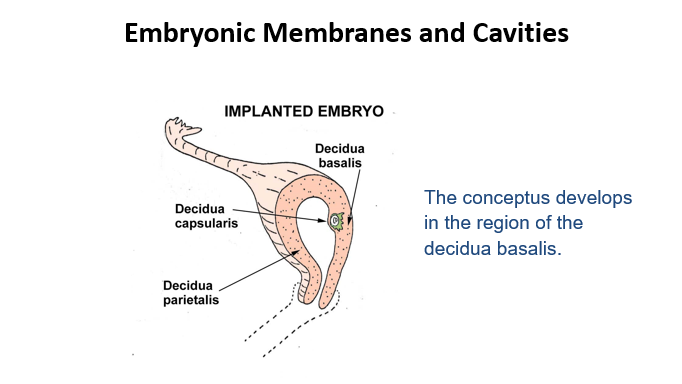 <p><mark data-color="purple">Embryonic Membranes and Cavities</mark></p><p>Can you provide labels, descriptions, and an explanation of the elements within this diagram, detailing what it represents or illustrates?</p><p><mark data-color="green">Lecture Slide 14 </mark></p>