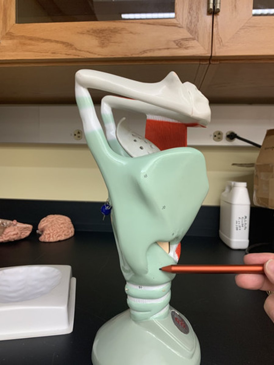 <p>the ring-shaped structure that forms the lower portion of the larynx</p>