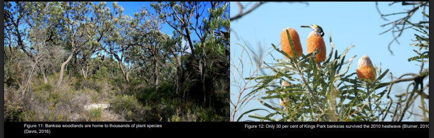 <p>common in eucalypt areas (e.g., Banksia woodlands).</p><p>.</p><p>Tropical and Temperate Low (less than 5metres) and tall (no more than 30metres) Topical and sub-tropical woodlands (Kimberley and far north Queensland) Winter significant grass growth that dries in summer mand becomes flammable Temperate (west of Great Dividing range, and western Victoria) Human impacts, agriculture, fires have become more infrequent and more intense</p>