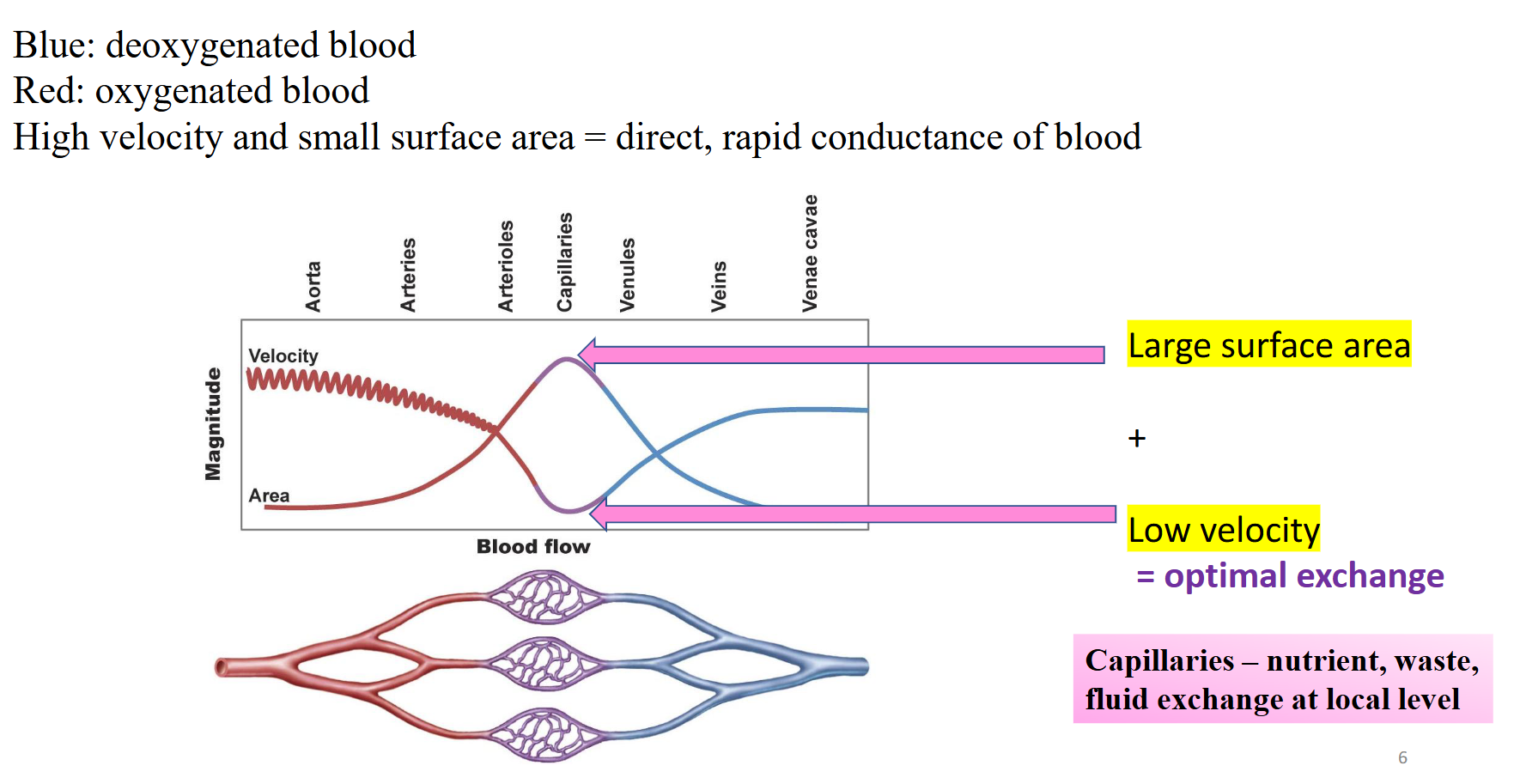 <ul><li><p>Larger Blood Vessels → Higher Velocity</p></li><li><p>Capillaries have lower velocity but higher surface area (more branched)</p></li><li><p><span><span>Lot of surface area + Slow moving blood = Ideal site for nutrient exchange!</span></span></p></li><li><p><span style="background-color: transparent;"><span>Increases time and area for nutrient/O2 exchange between blood and tissues</span></span></p></li></ul><p></p>