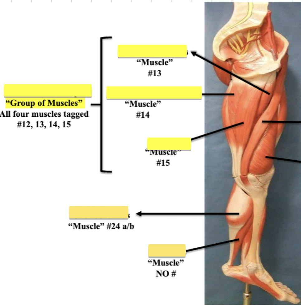 <p><strong>Label muscle group </strong>(12, 13, 14, 15) </p>