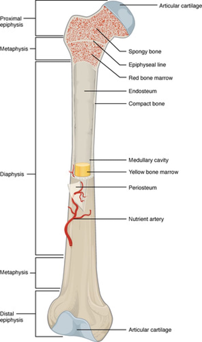 <p>Diaphysis: shaft with compact bone surrounding medullary cavity (yellow marrow). Epiphyses: ends, mostly spongy bone covered by compact, articular cartilage on joint surfaces. Metaphysis: between diaphysis and epiphysis, contains epiphyseal plate/line.</p>