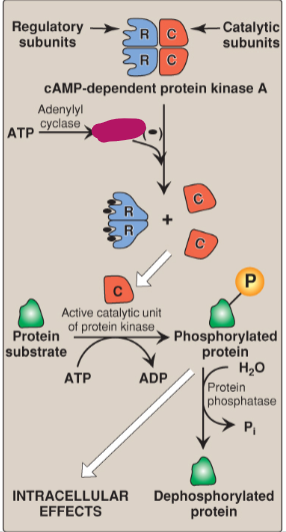 <p>Label the actions of cyclic adenosine monophosphate.</p>
