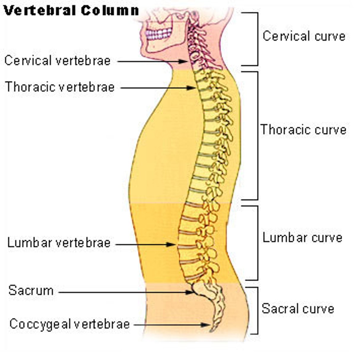 <p>26 vertebrae- from superior to inferior...</p><p>-- 7 Cervical-in neck</p><p>-- 12 Thoracic</p><p>-- 5 Lumbar-lower back</p><p>-- 5 Sacral (will fuse into 1)</p><p>-- 4 Coccyx (will fuse into 1)</p><p>Functions:</p><p>-- Protect spinal cord</p><p>-- Supports body axis</p><p>-- Attachment points for ribs & muscles of neck & back.</p><p>-- Anchor pectoral & pelvic girdles</p>