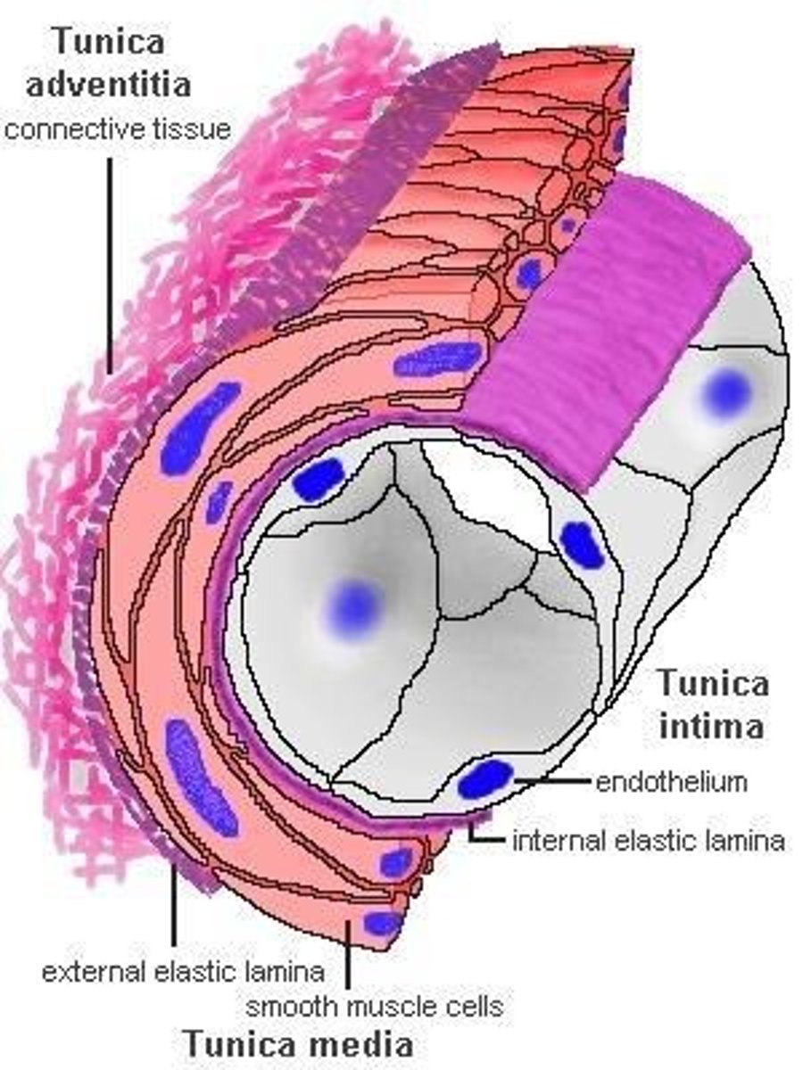 <p>Innermost layer of blood vessel walls, composed of endothelium, which is simple squamous epithelium that repels blood cells and platelets.</p>