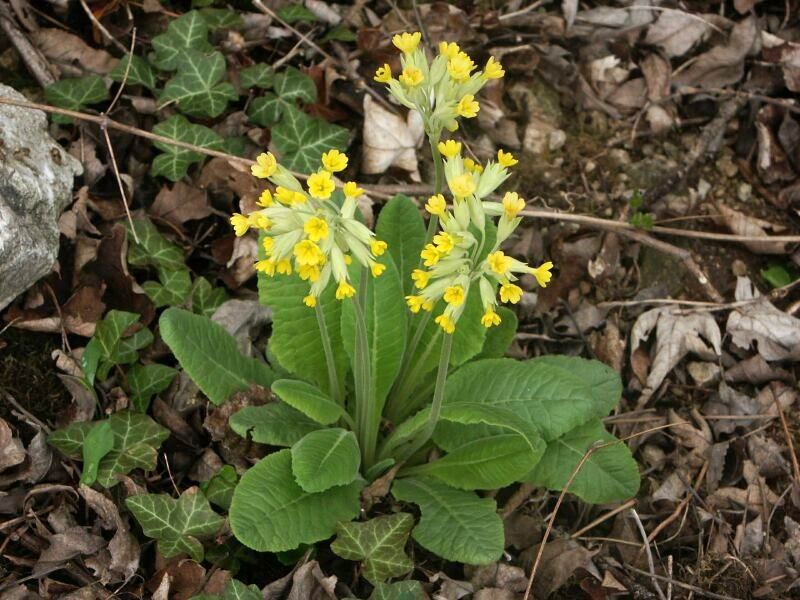 <p>prvosenka jarní </p>