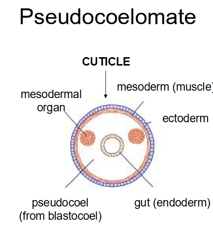 <p>what have this body plan</p>