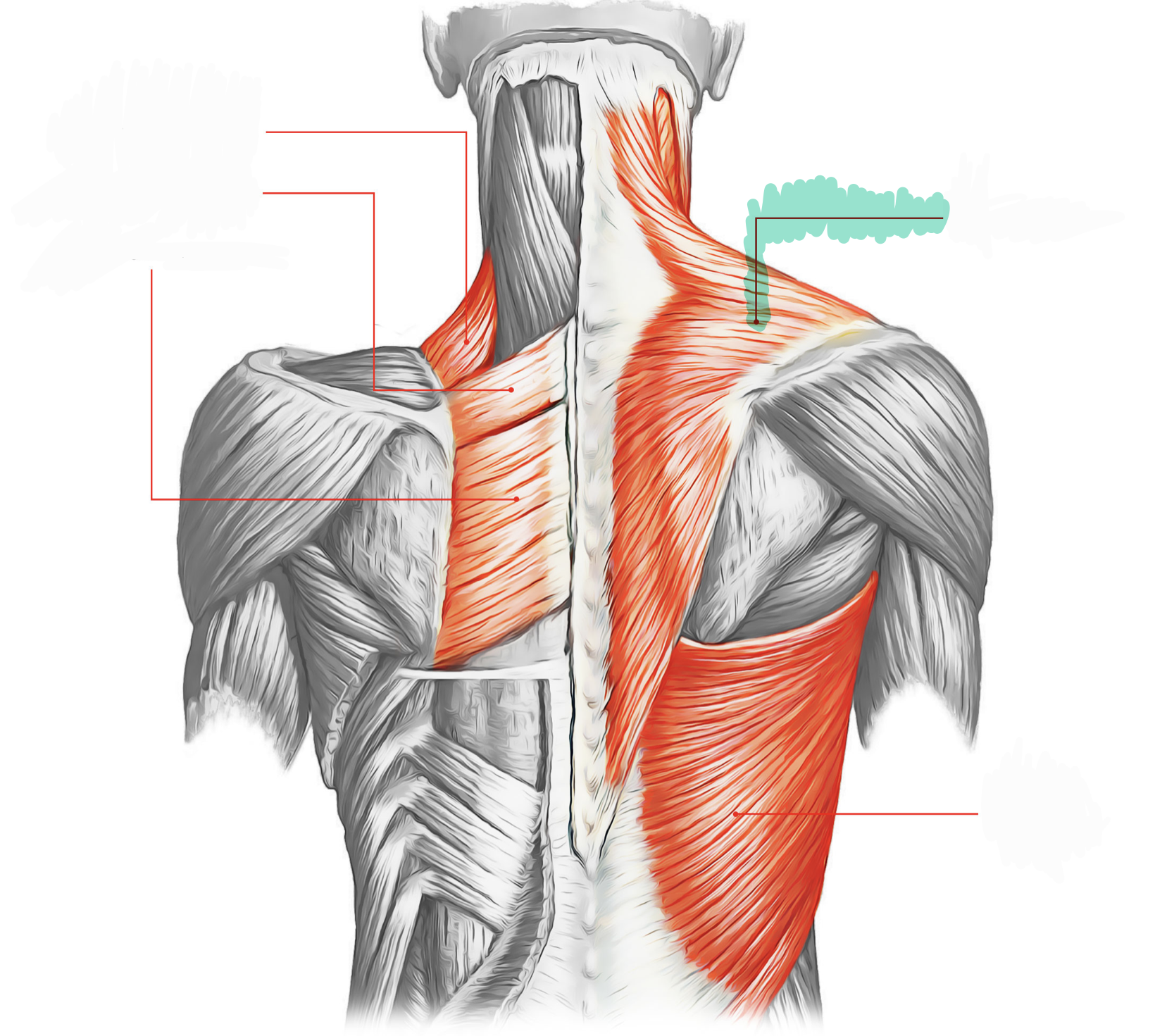 <p>Elevates, depresses, and retracts scapula</p>