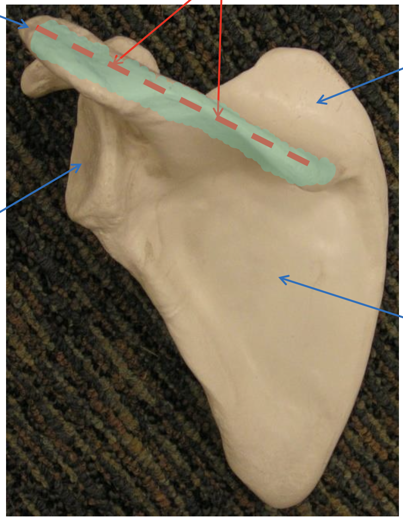 <p>Name the highlighted region.</p>