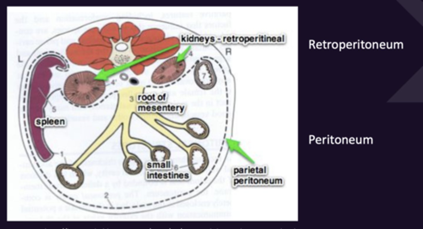 <p>Do Not Communicate With Each Other</p><p>1. The serous membrane lining the abdominal cavity. Most abdominal organs are inside the peritoneum.</p><p>2. The space in the dorsal abdomen, outside the peritoneum, between the peritoneum and the dorsal abdomen (Contains Kidneys)</p>