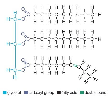 <p>3 fatty acids and 1 glycerol</p>