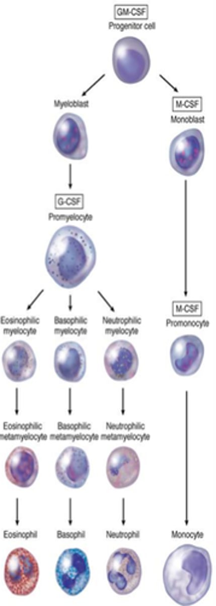 <p>Granulocyte-macrophage colony-stimulating factor; stimulates granulocytes and monocytes</p>