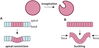 <p><span><span>What is invagination?</span></span></p>
