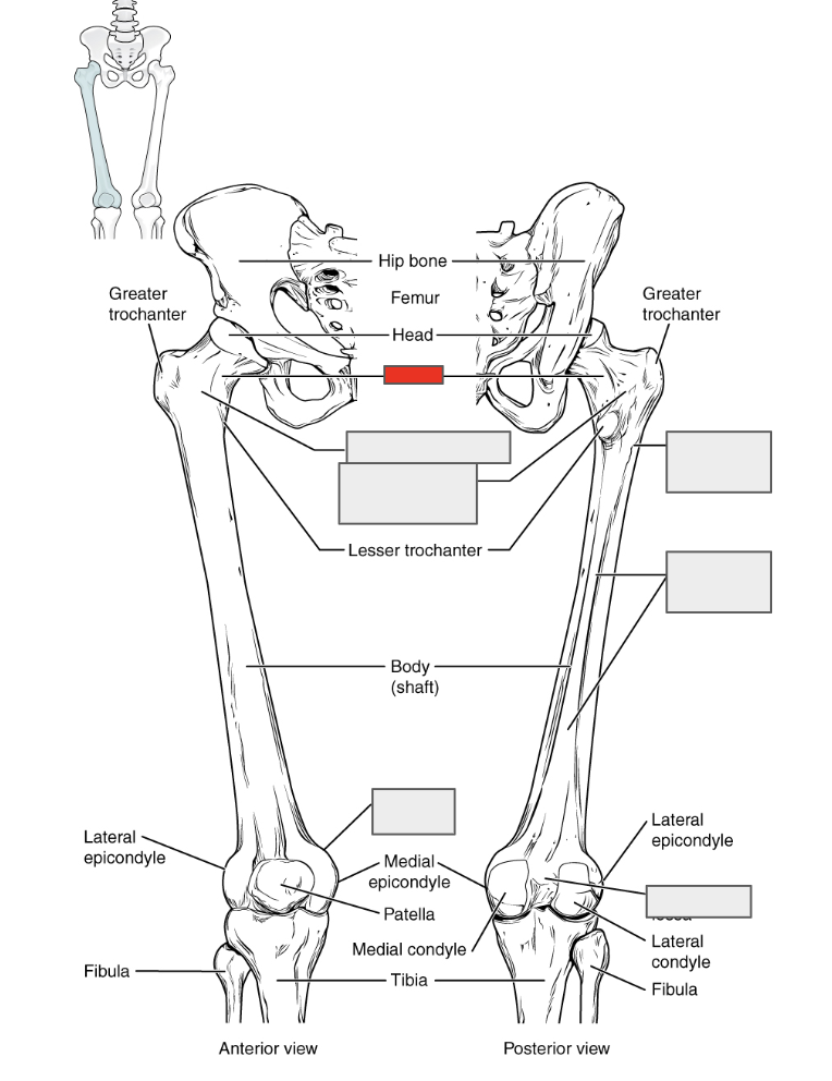 <p>Name the covered bone</p>