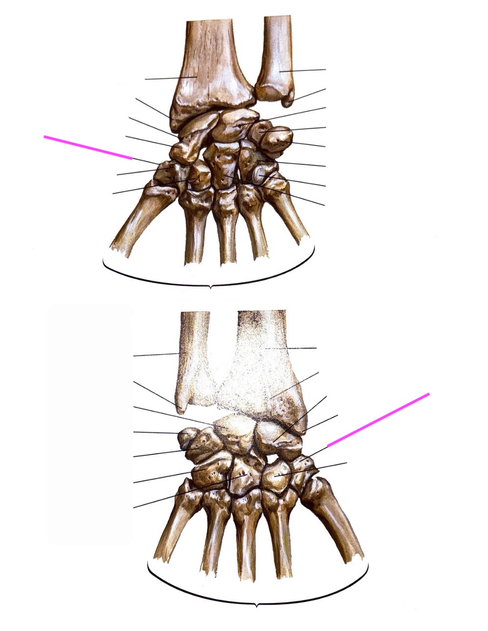 knowt flashcard image