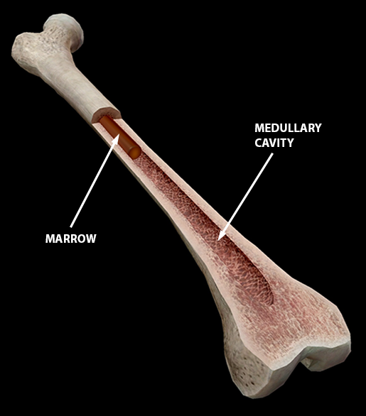 <p>Filled with yellow bone marrow</p>