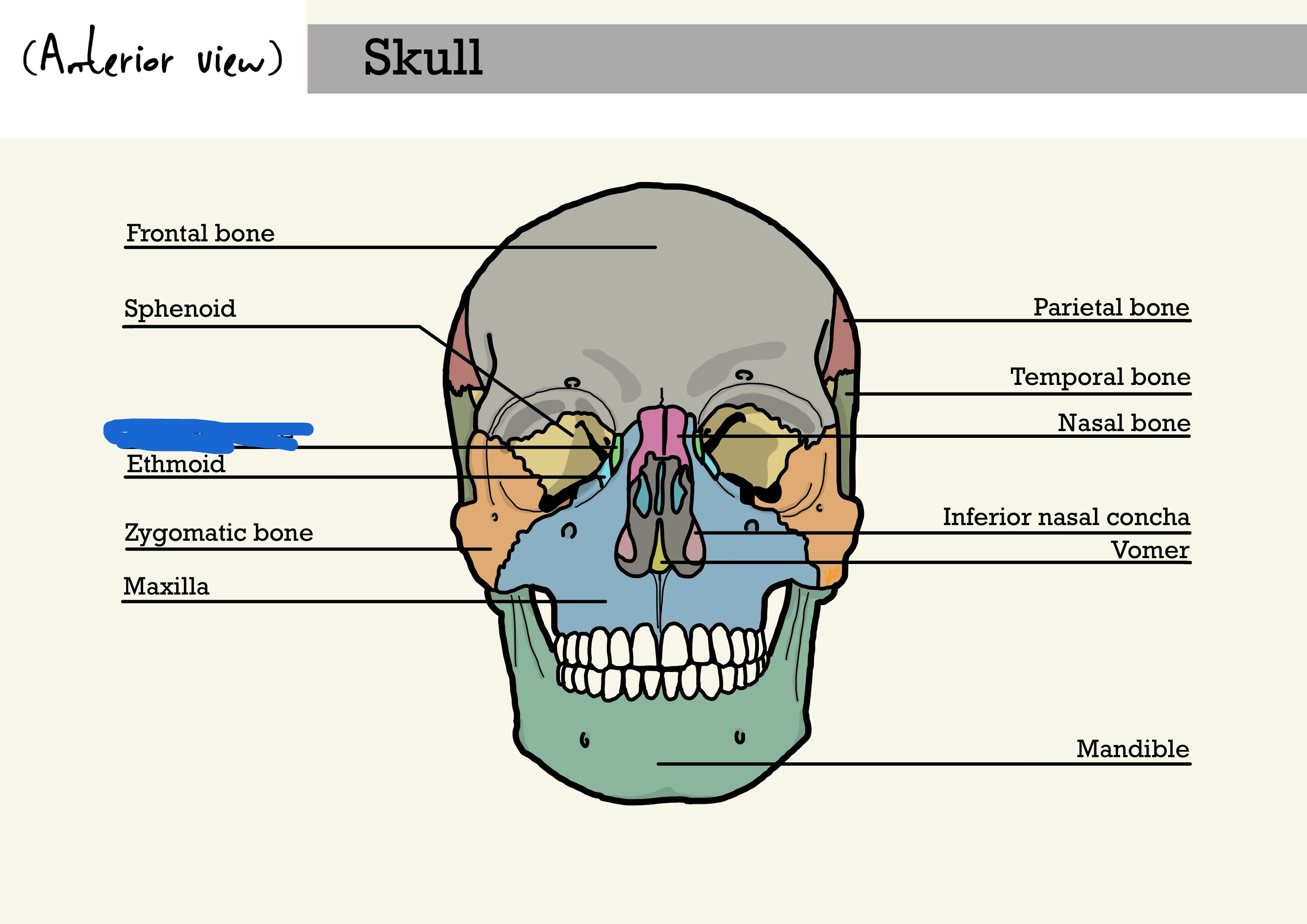 <p>lacrimal bone (anterior view)</p>