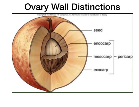 <p>Endocarp<br>mesocarp<br>Exocarp</p>