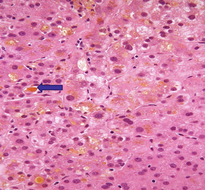 <p>what does the image show?</p>