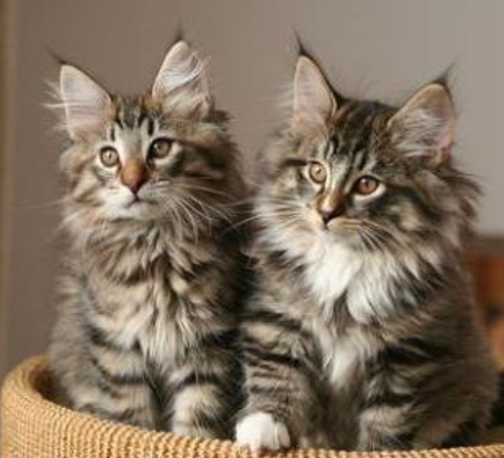 <p><span>less responsive to therapy (melphalan and prednisolone)</span><br><span>- about 60% initially respond (most are partial responses)</span></p>