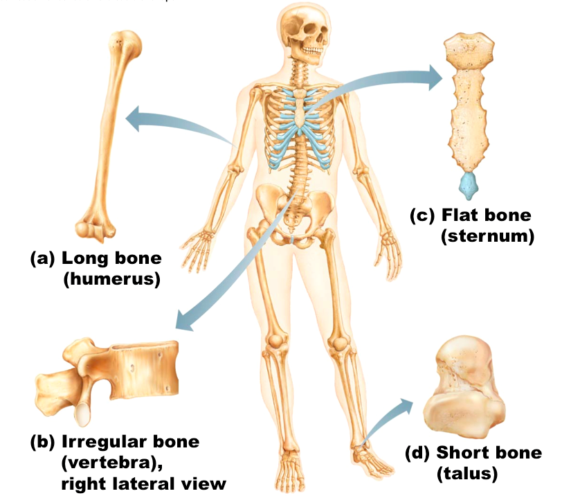 <p>The four classifications of bone by shape are long, short, flat, and irregular bones. </p><p>Long bones- longer than wide. (humerus</p><p>Short bones- equal width and length (talus)</p><p>Flat bones- flat (sternum)</p><p>Irregular bones- complex shape (vertebrae, hips)</p>