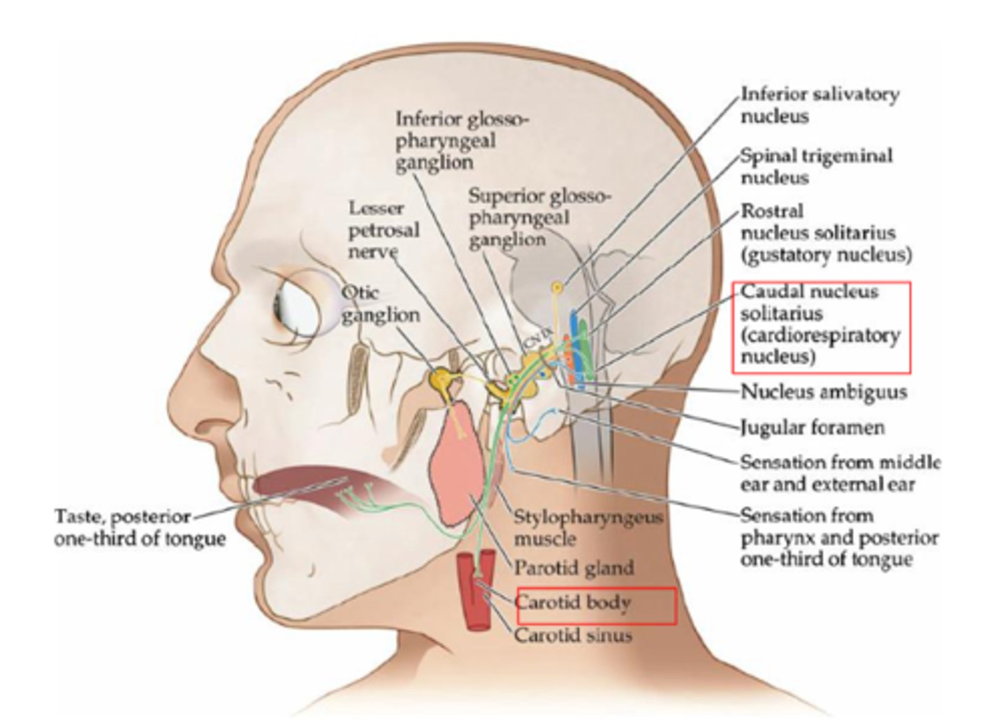 <p>Taste from posterior 1/3 of tongue</p>