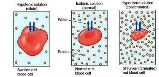 <ul><li><p>Shrink in hypertonic</p></li><li><p>Swell/burst in hypotonic&nbsp;</p></li><li><p>Cell walls prevent swelling and bursting and instead become very firm from turgor pressure</p></li><li><p>Cells without cell walls pump out inorganic ions to reduce intracellular osmolarity</p></li></ul><p></p>
