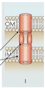 <p>1-stage</p><p>Sec independent</p><p>Simple channel of 3 proteins; 2 IM/CM proteins (ABC transporter involved in ATP hydrolysis and Membrane fusion protein MFP anchored to IM connect the OM protein) 1 OM protein (outer membrane pore)</p>