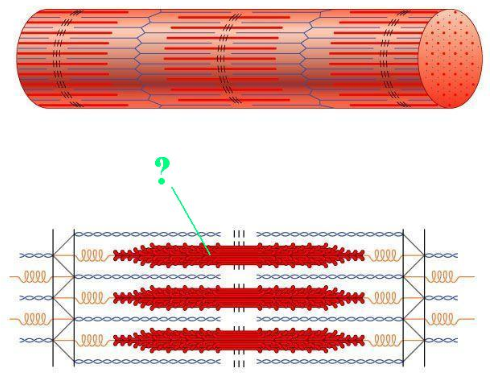 <p><span>The indicated region of the sarcomere is composed of what protein?</span></p>