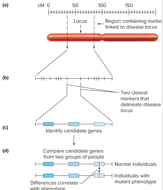 <ul><li><p>Region of interest narrowed by finding closely linked DNA markers</p></li><li><p>Candidate genes are located in region of interest</p></li><li><p>Sequence and expression of candidate genes are determined in normal and diseased individuals</p></li></ul><p></p>