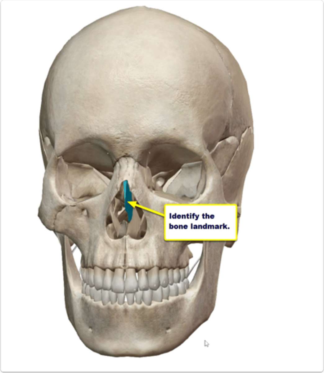 <p>part of nasal septum</p>