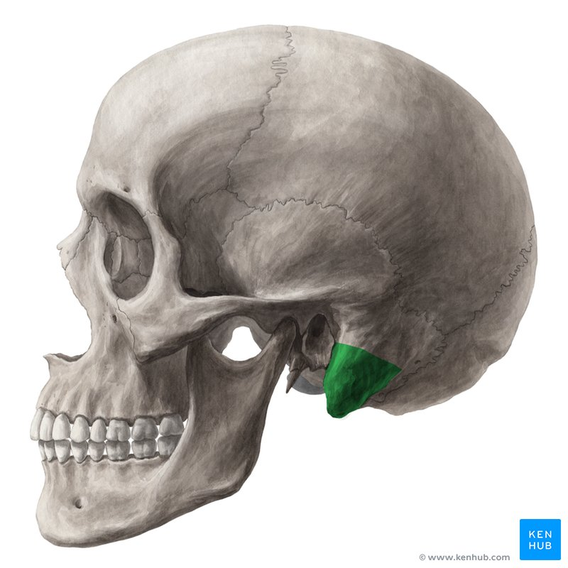 <p>Attachment site for some neck muscles. Forms a prominent part of temporal bone at the base of the skull.</p>