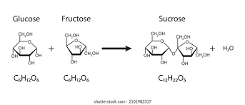 <p>Glucose +Frutose</p>