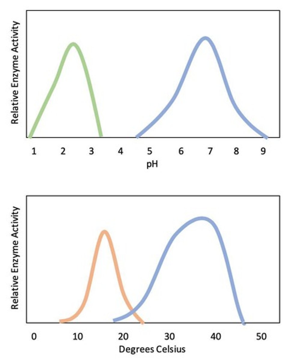 <p>Temperature, pH, and concentration.</p>