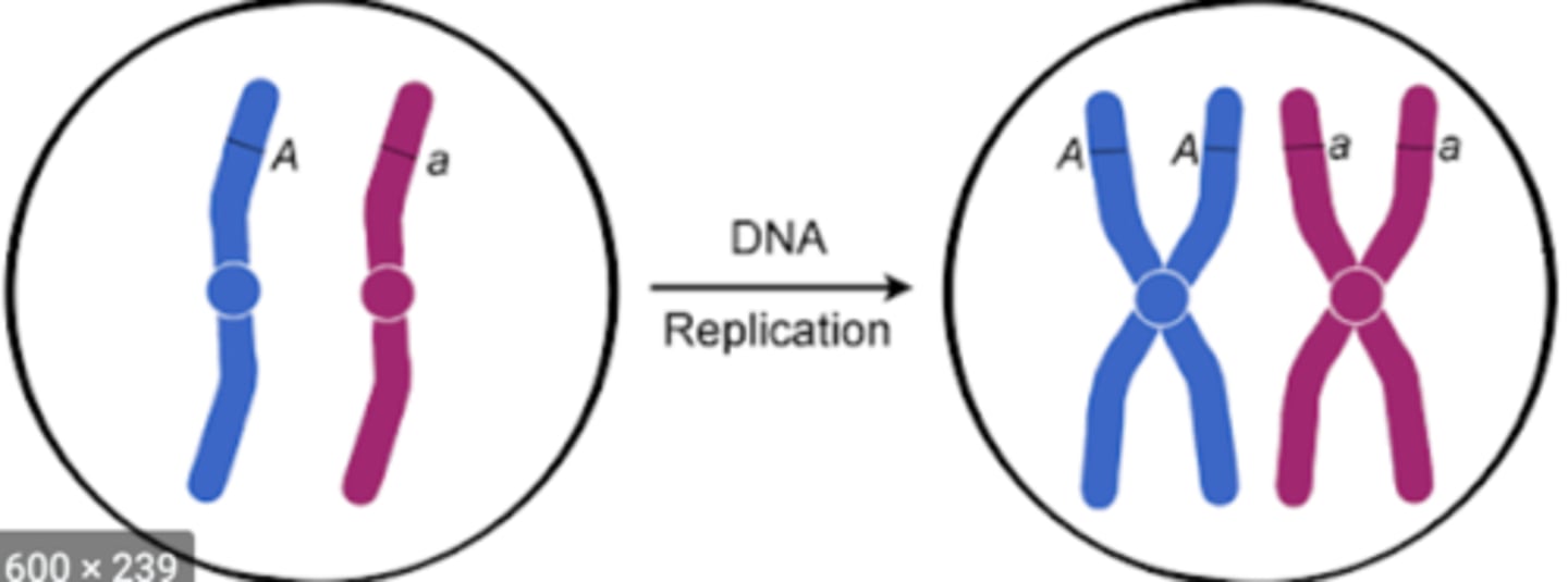 <p>- s = synthesis</p><p>- cell makes exact copies of its linear DNA molecules (replication/duplication)</p>