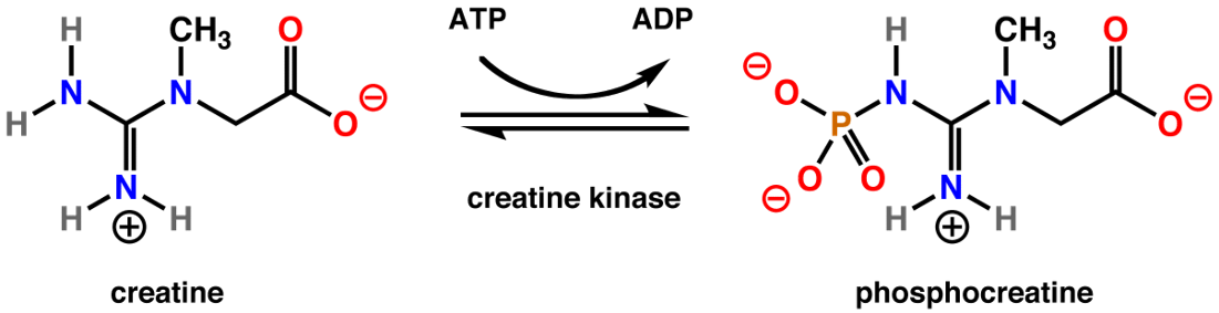 <p><mark data-color="blue">Sources of ATP: creatine phosphate</mark></p><p>Can you label, describe and explain what this diagram is/shows?</p>