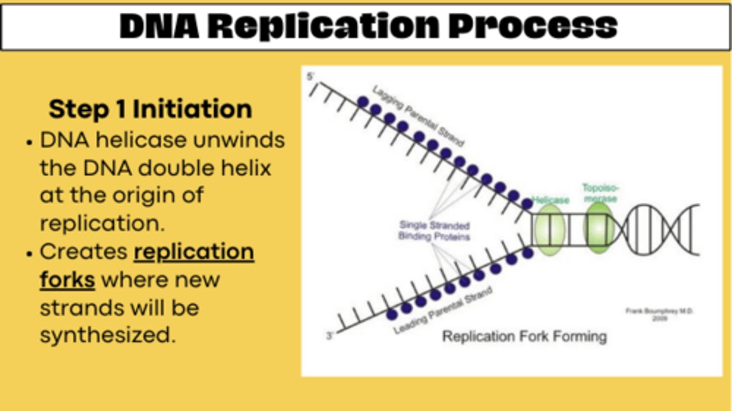 <p>Initiation: DNA Helicase unwinds the DNA double helix at the origin of replication.</p><p>Creates replication forks where new strands will be synthesized.</p>